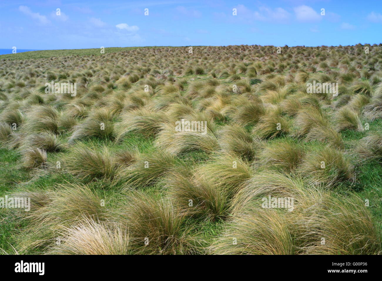 Tussock erba al punto di pendenza Foto Stock