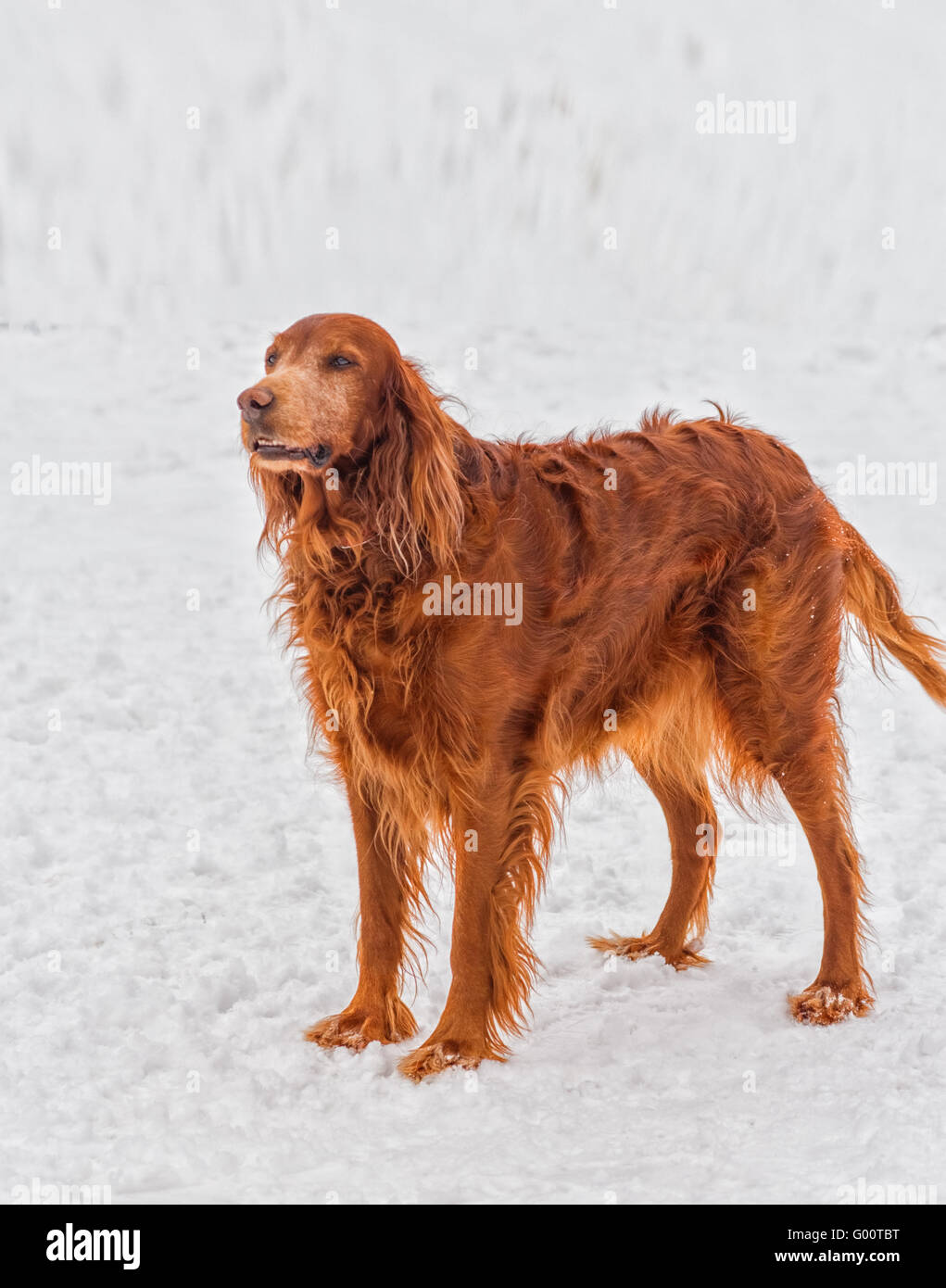 Setter Irlandese sulla neve sullo sfondo. Foto Stock