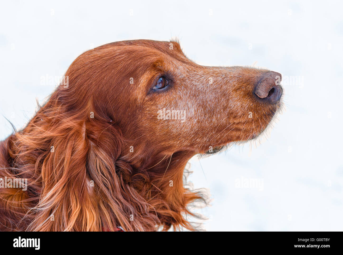 Setter Irlandese sulla neve sullo sfondo. Foto Stock