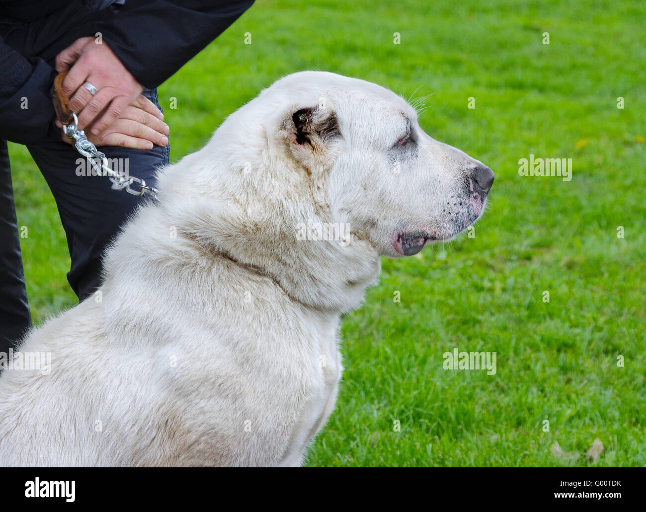 In Asia centrale il cane pastore. Foto Stock