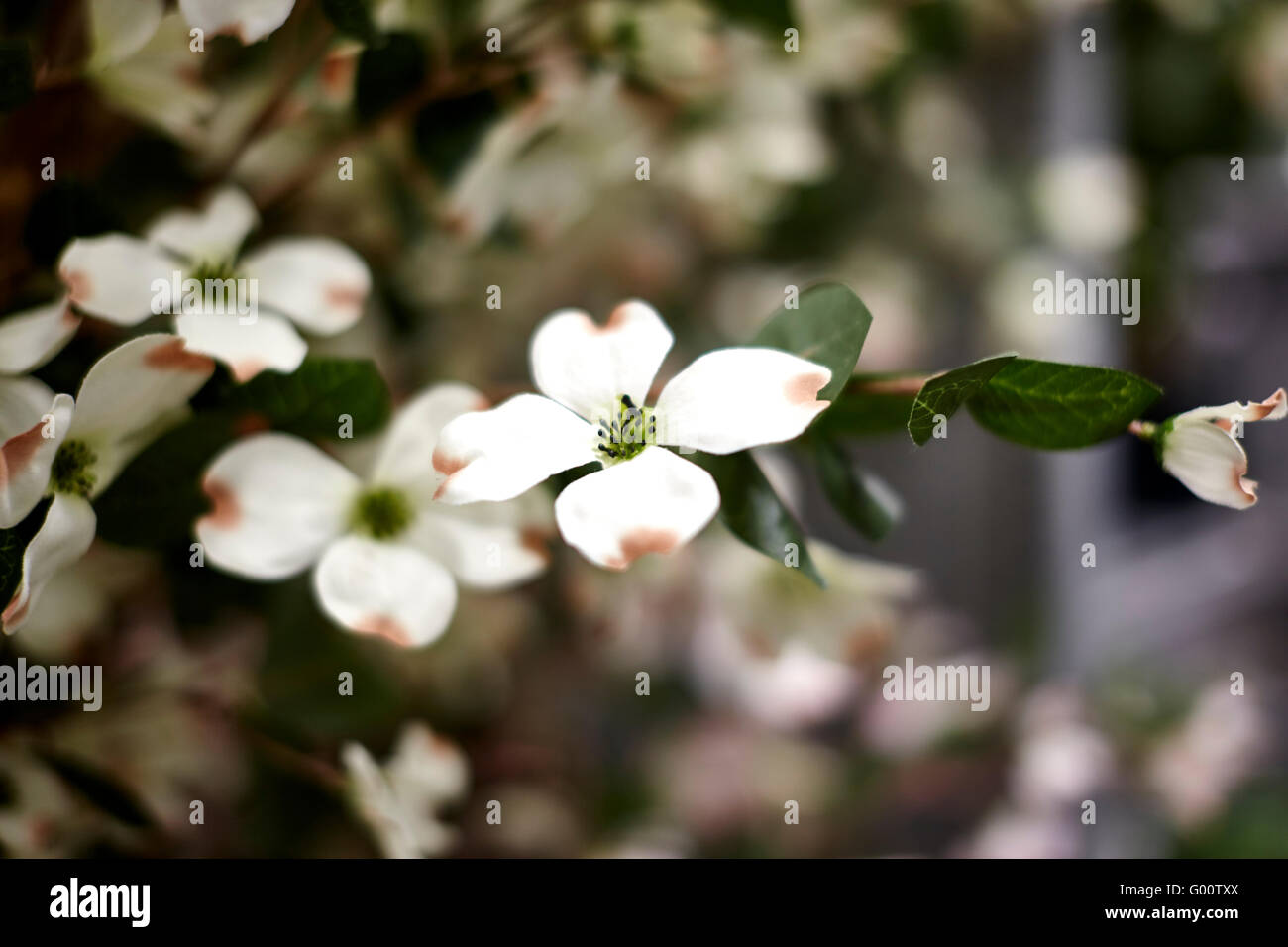 Fiore Bianco fiore sulla pianta di casa Foto Stock