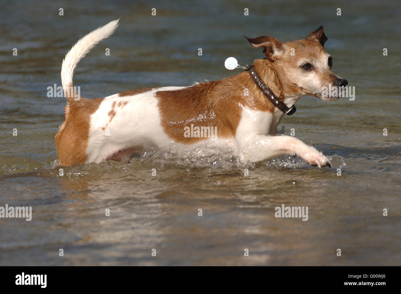 Jack Russell Terrier in esecuzione in acqua dog tag Foto Stock