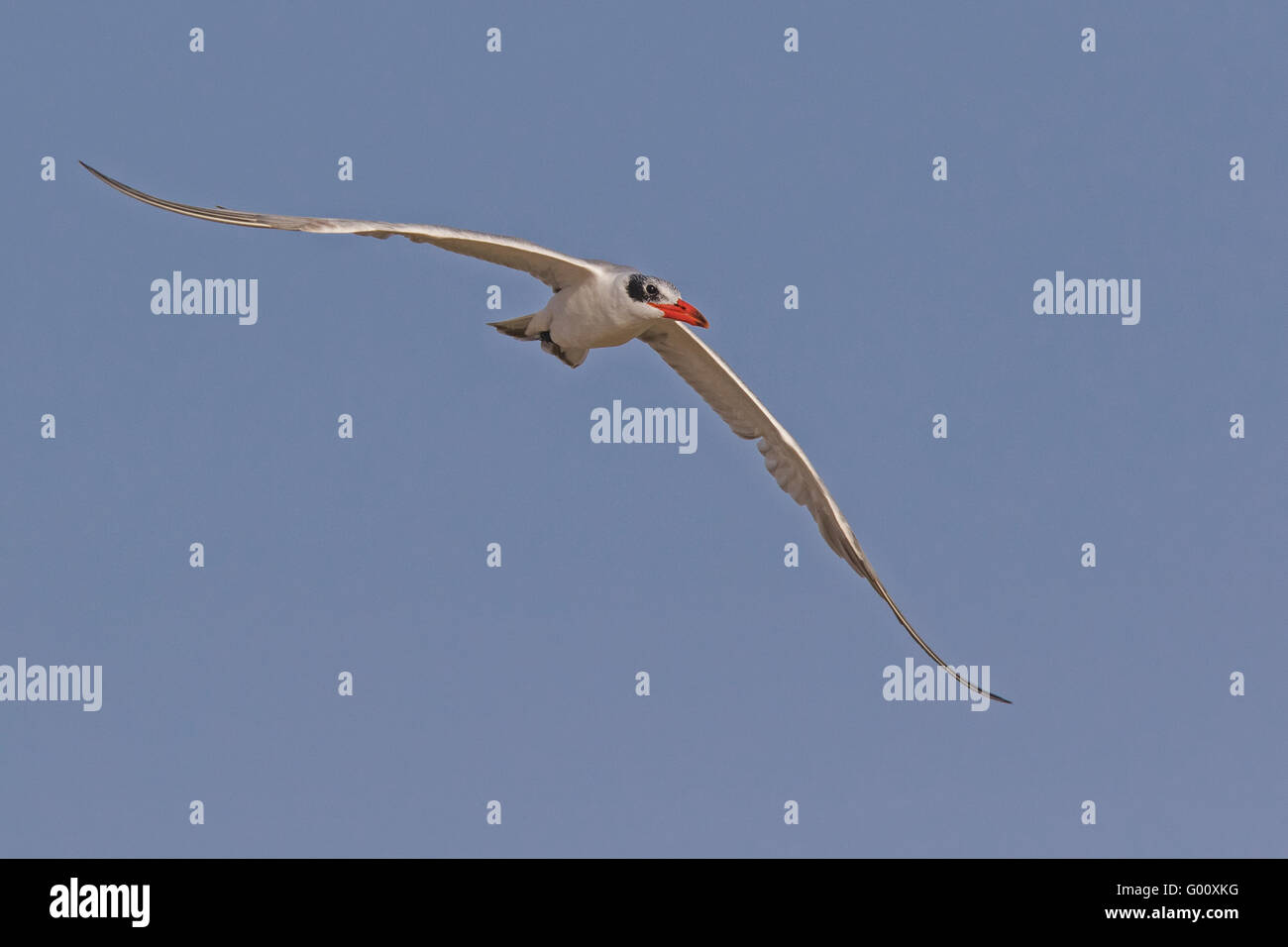 Caspian Tern (Hydroprogne caspia), Boa Vista, Capo Verde Foto Stock