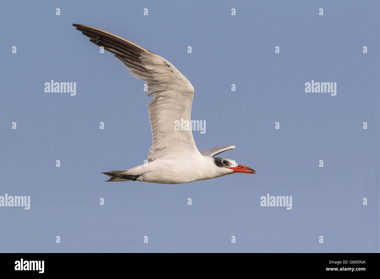 Caspian Tern (Hydroprogne caspia), Boa Vista, Capo Verde Foto Stock