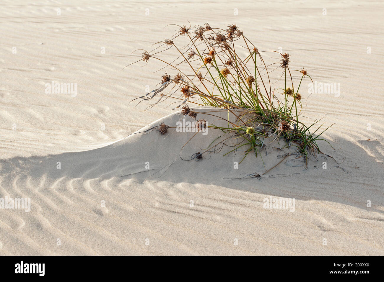 Dune di sabbia e impianto vicino a Praia de Chaves, Boa Vista, Capo Verde Foto Stock