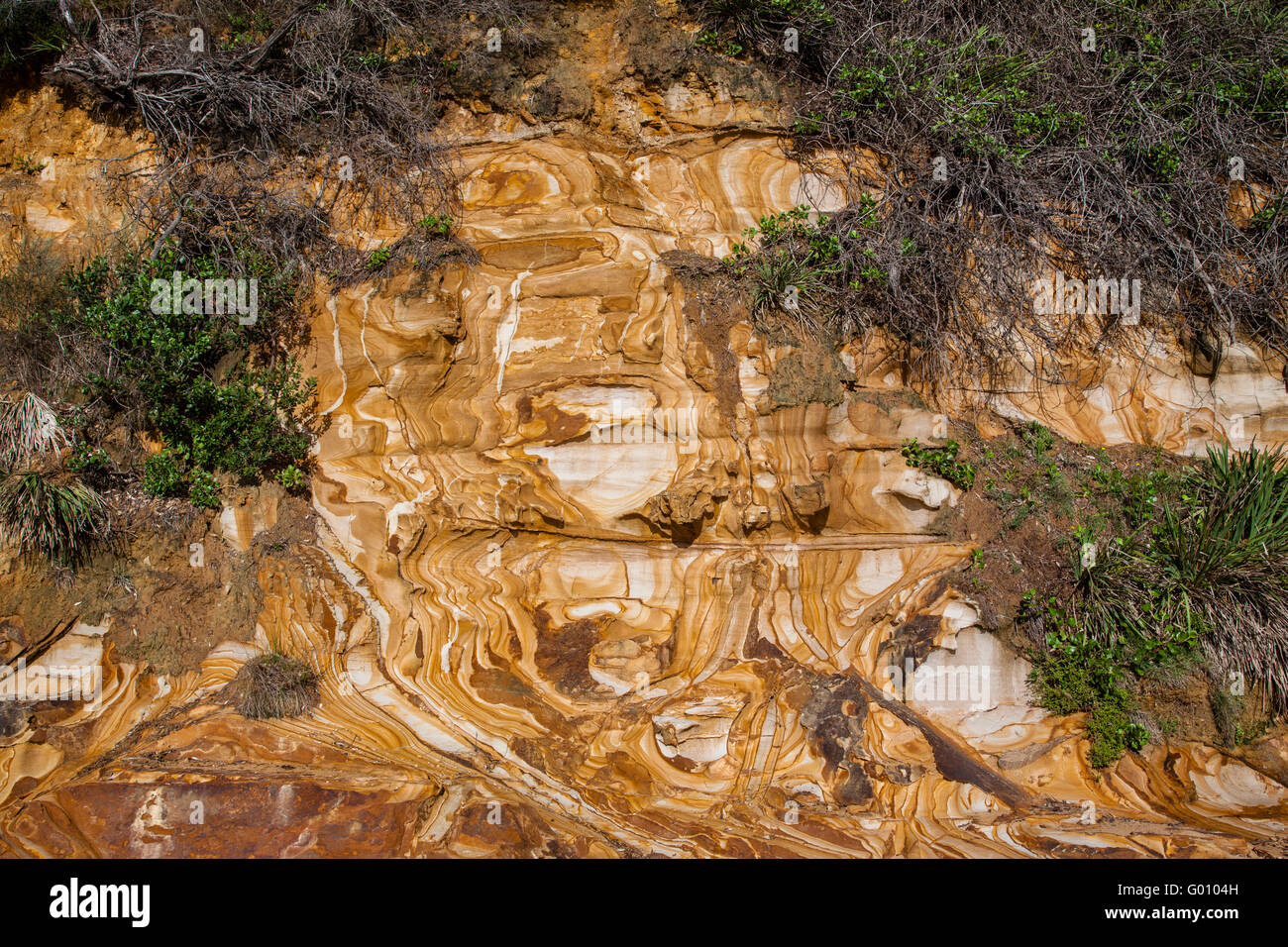 Australia, Nuovo Galles del Sud, Central Coast, Bouddi National Park, splendidamente paterned Hawksbury arenaria a Maitland Bay. Foto Stock
