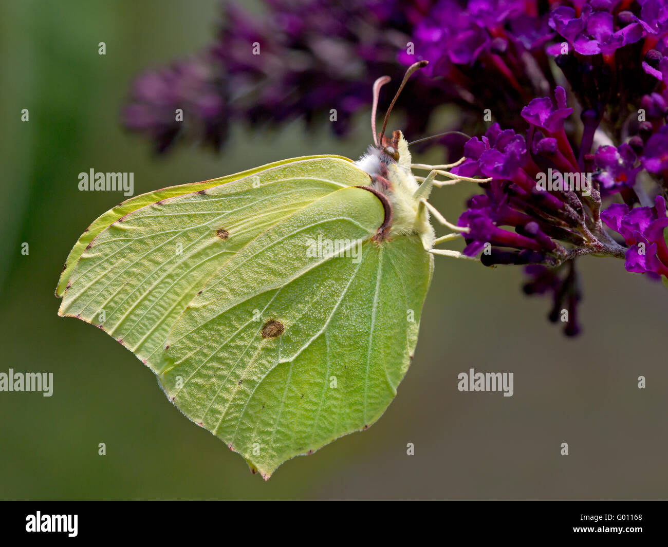 Comune di Brimstone (Gonepteryx rhamni) seduto sul Estate lilla Foto Stock