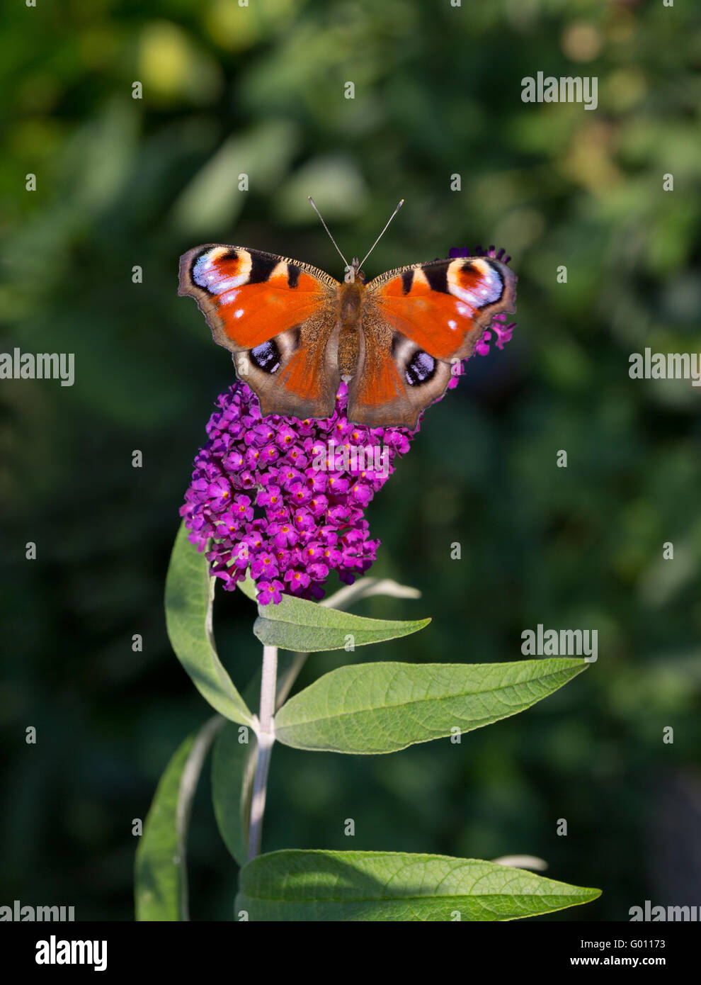 Farfalla pavone (Aglais io) appollaiate su un ramo di Estate lilla, sfondo verde scuro personale. Foto Stock