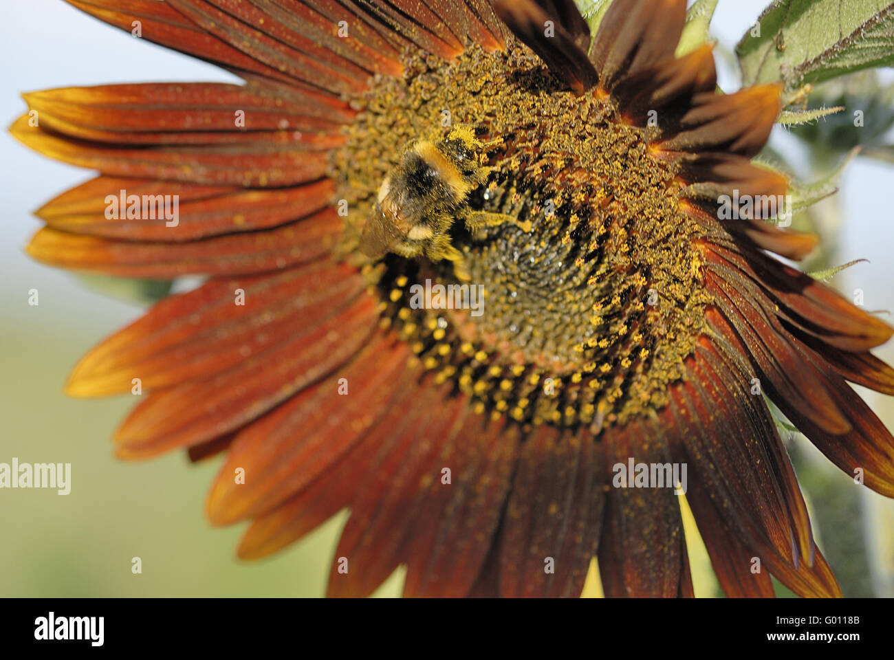 Sonnenhummel - sun Bumble Bee Foto Stock
