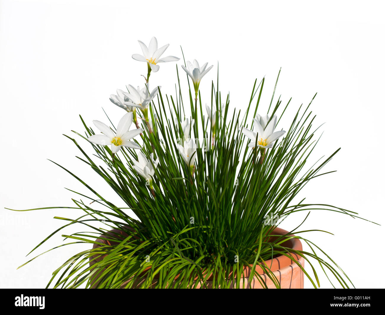 White zephyr lily, Zephyranthes candida, in vaso contro uno sfondo bianco Foto Stock