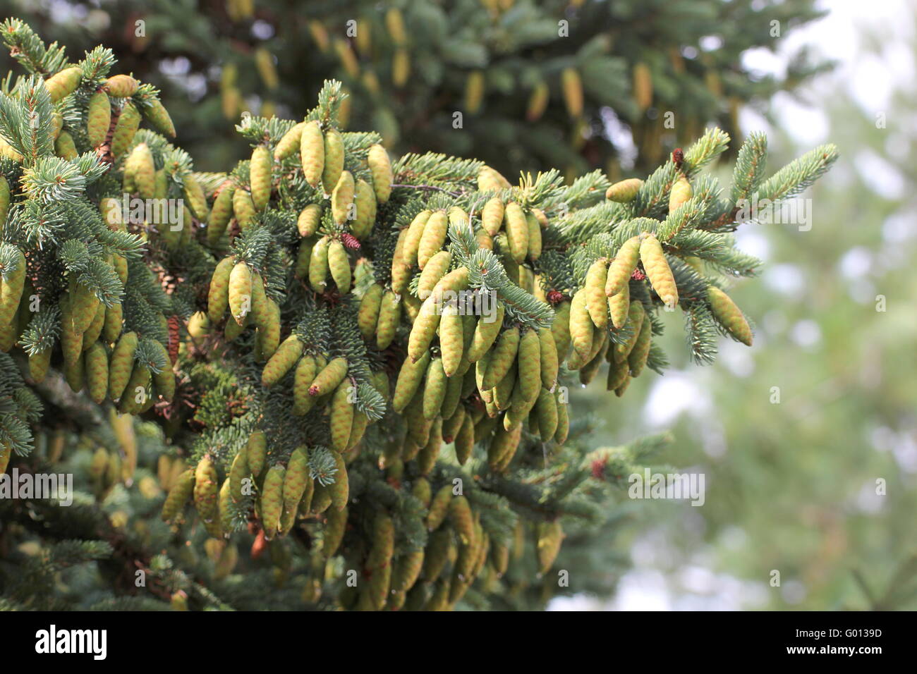 Coni giovani del bianco Abete (Picea glauca). Foto Stock