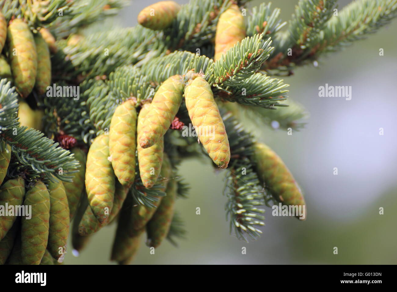 Coni giovani del bianco Abete (Picea glauca). Foto Stock