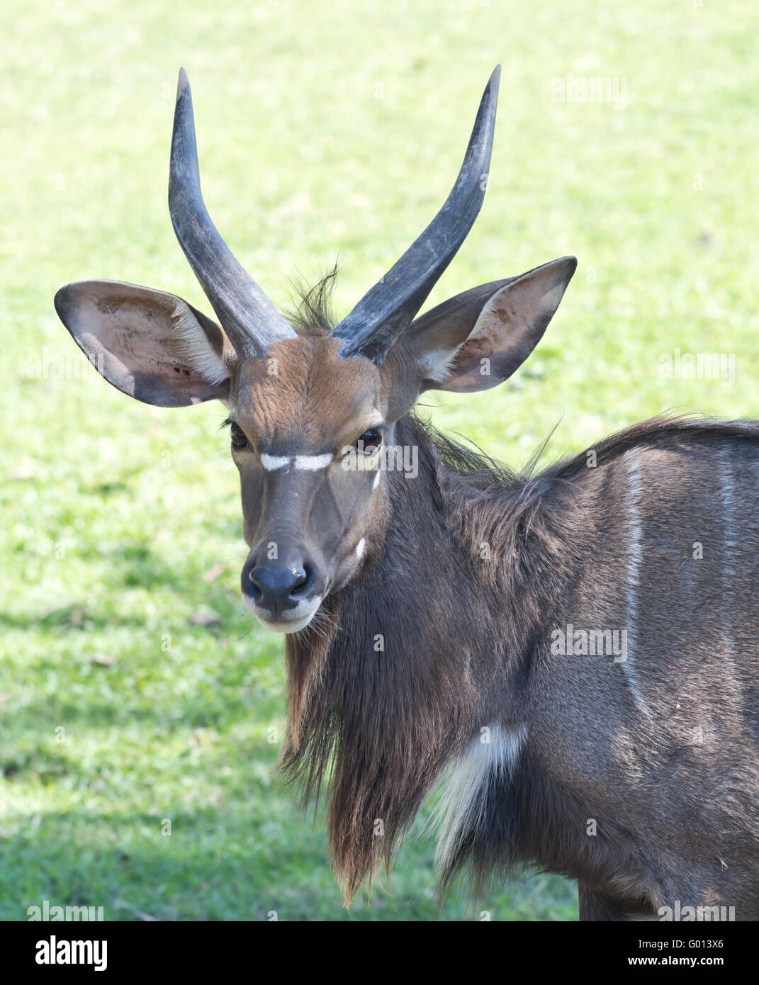 Immagine ravvicinata di sitatunga Foto Stock