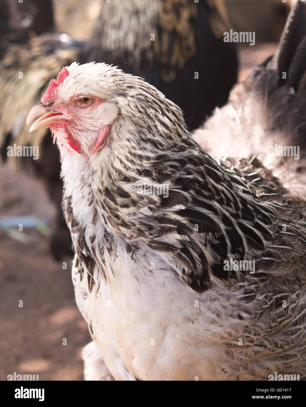 Close up ritratto di un pollo grigio Foto Stock
