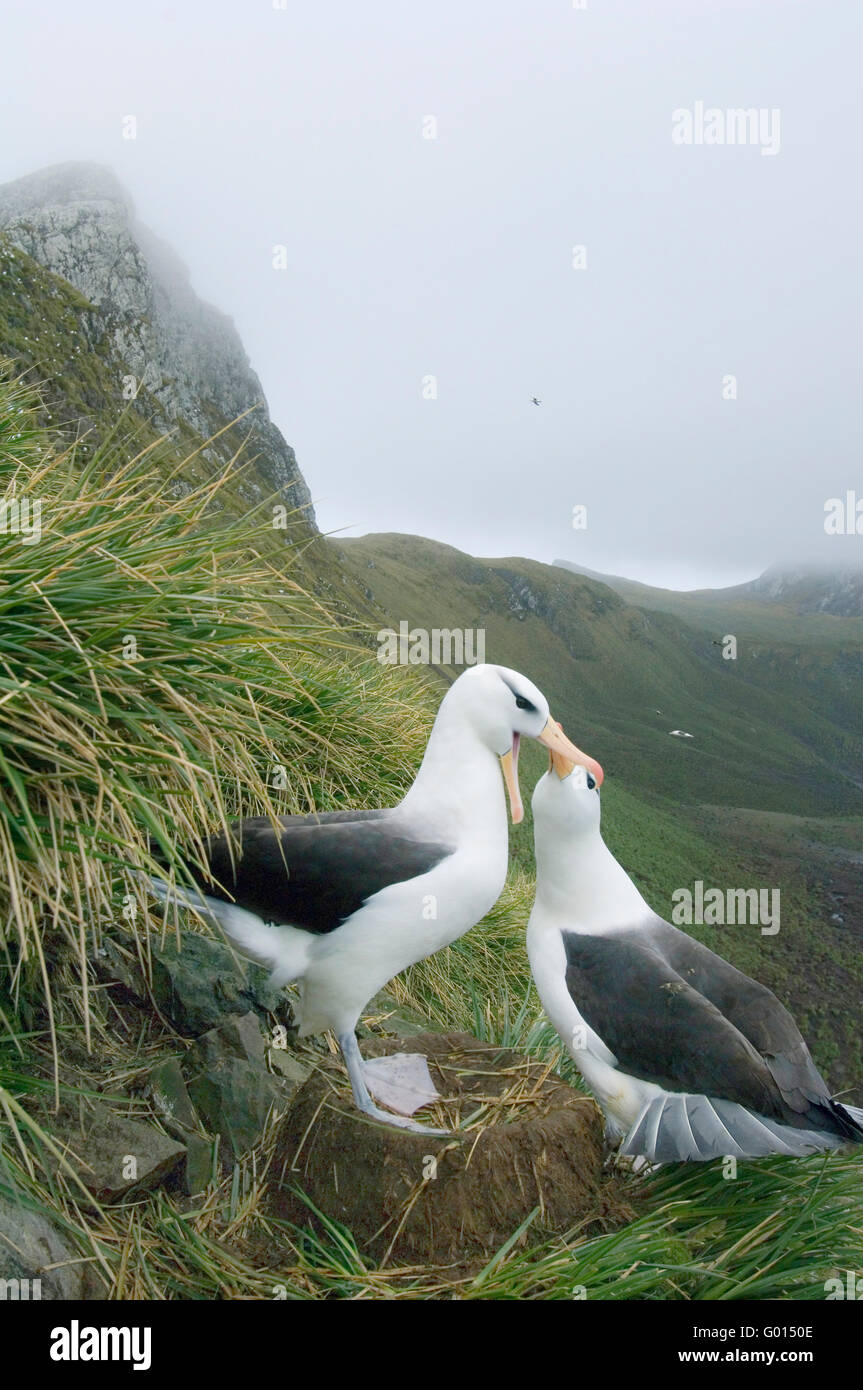 Nero-browed Albatross, coppia di nesting, Isola Georgia del Sud, Antartide Foto Stock