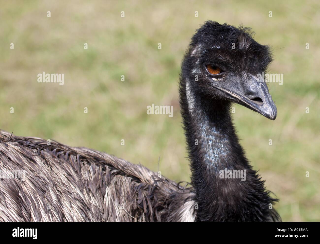 Emu Foto Stock