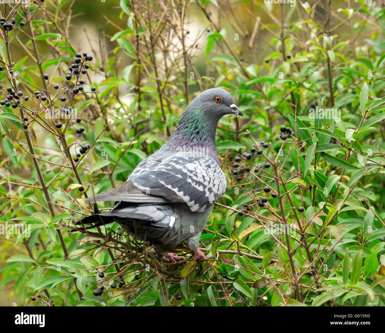 Bella pigeon su un ramo Foto Stock