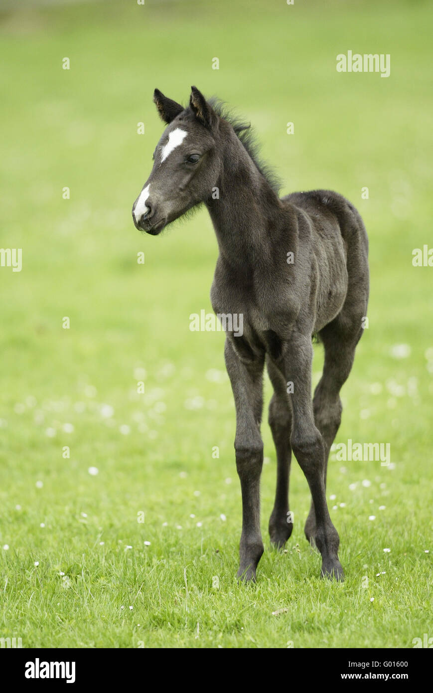Il tedesco cavalcare pony Foto Stock