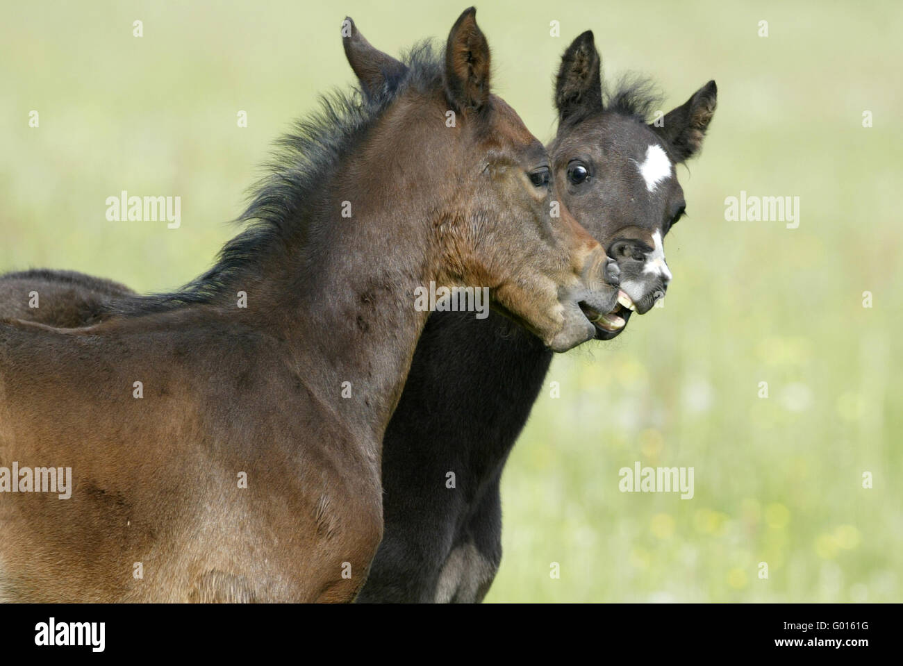Il tedesco cavalcare pony Foto Stock