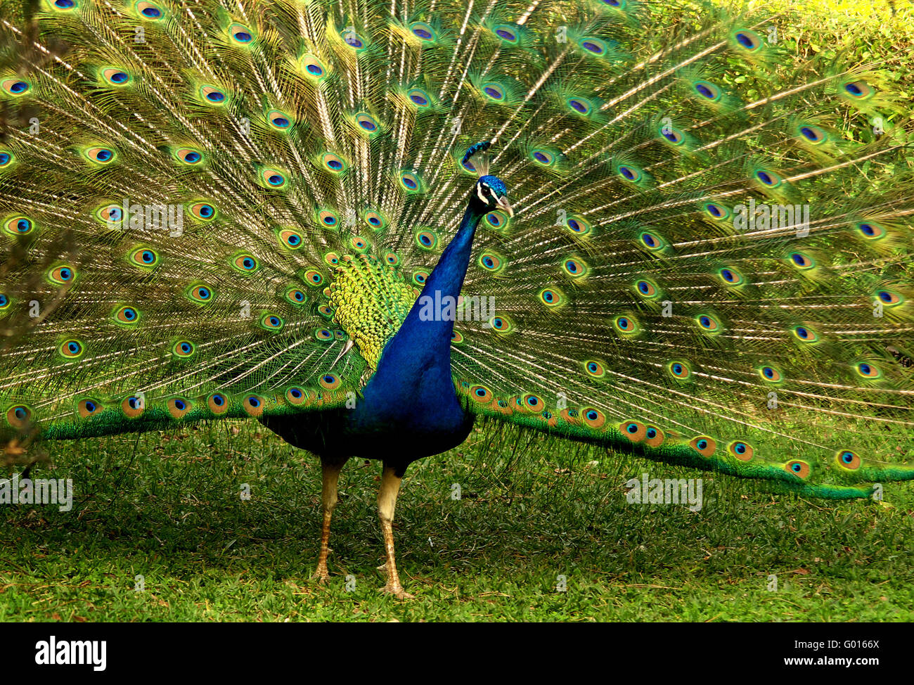 Pavo cristatus Foto Stock