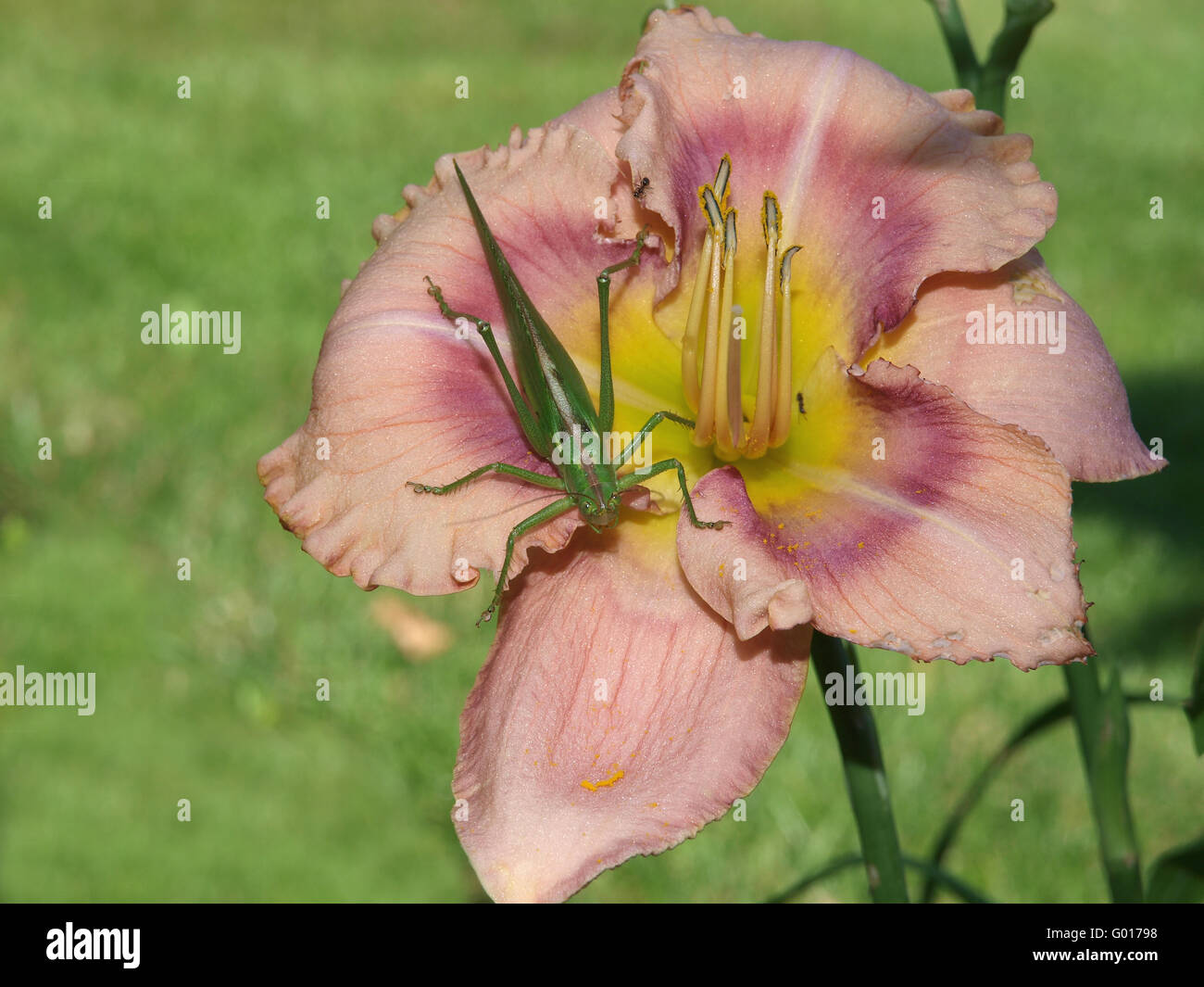 Hemerocallis rainbow mistico Foto Stock