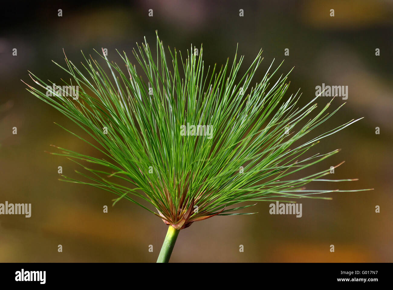 lamella di carta Foto Stock