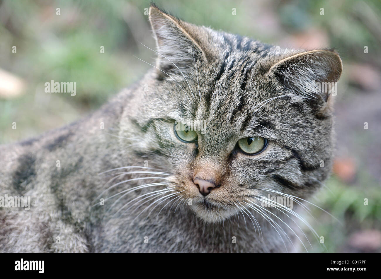 Gatto selvatico europeo Foto Stock