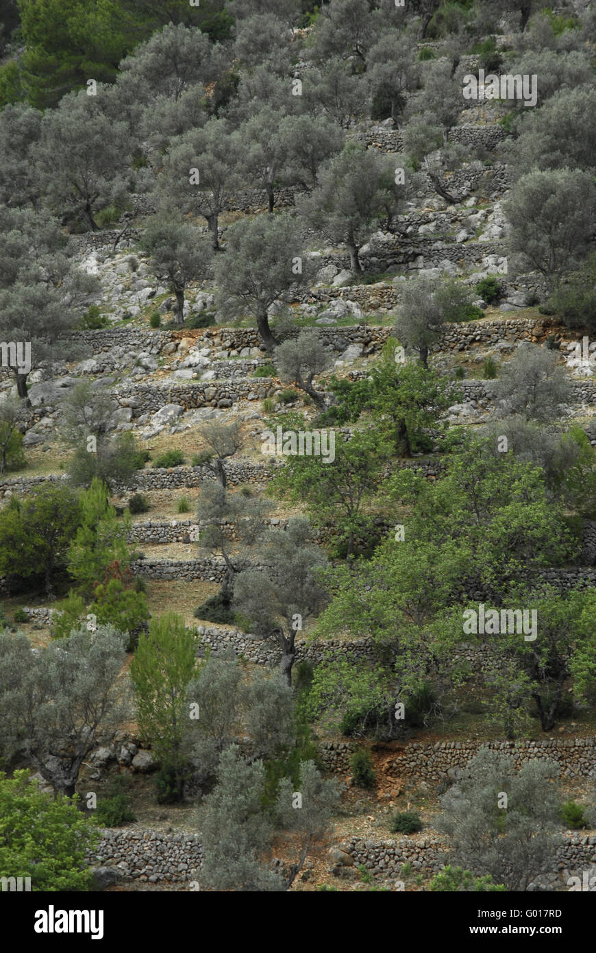 Montagne di Mallorca Foto Stock