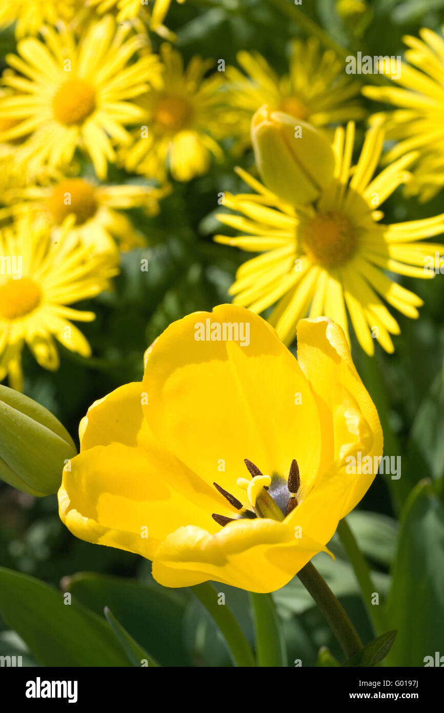 Fiori gialli. Foto Stock