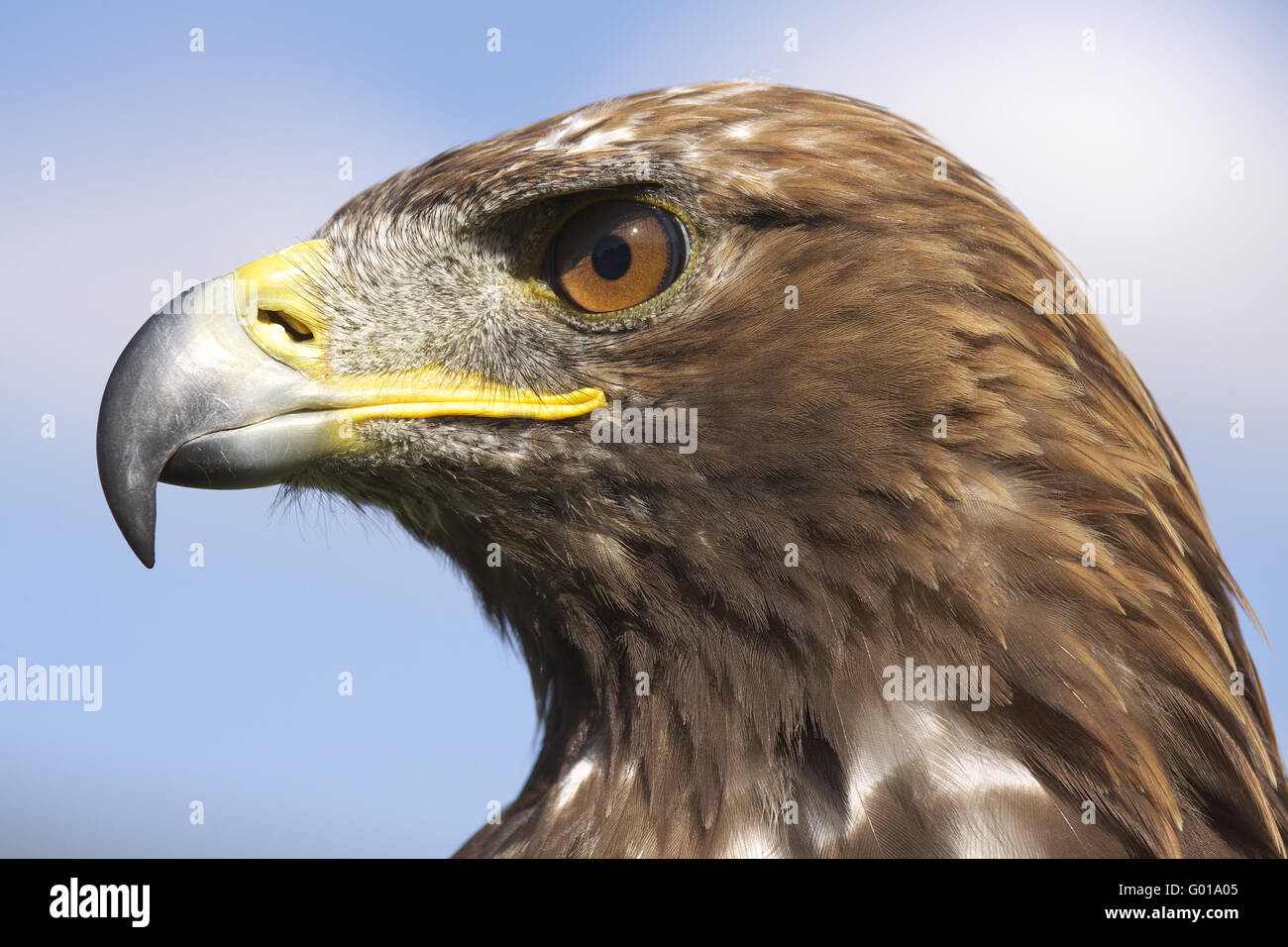 Aquila della steppa Foto Stock