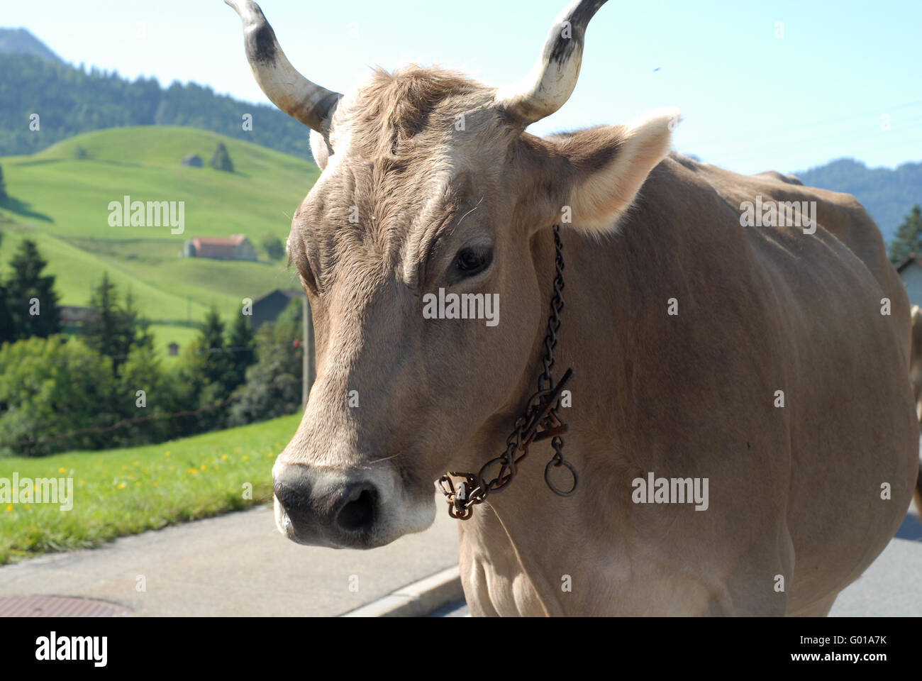 Prodotti lattiero-caseari Foto Stock