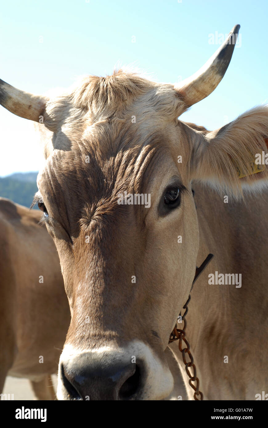 Prezzi del latte Foto Stock