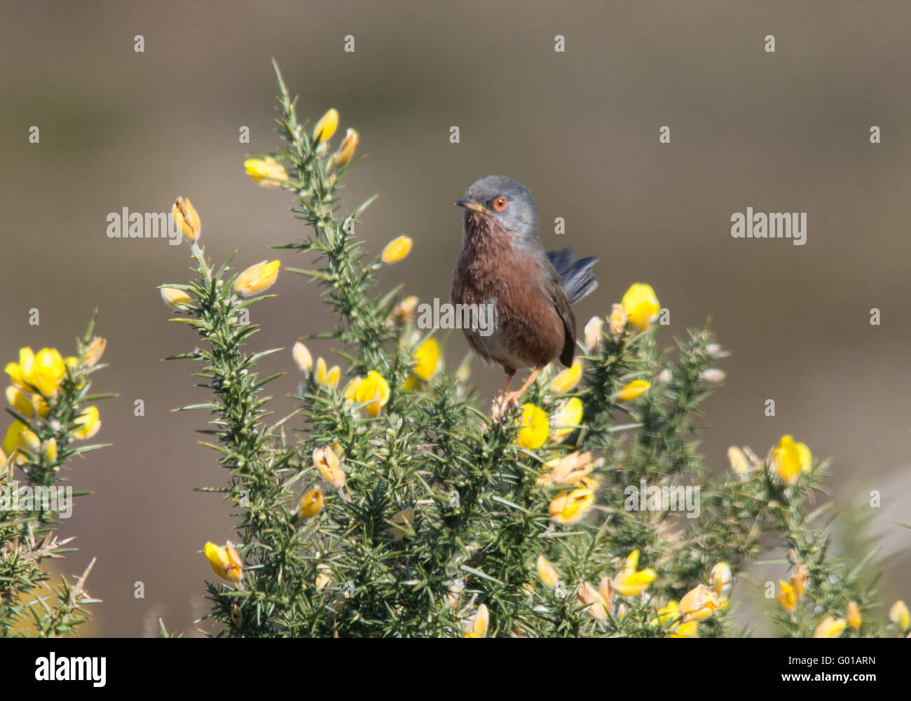 Dartford trillo (Sylvia undata) arroccato in gorse bush nel Surrey, Inghilterra Foto Stock