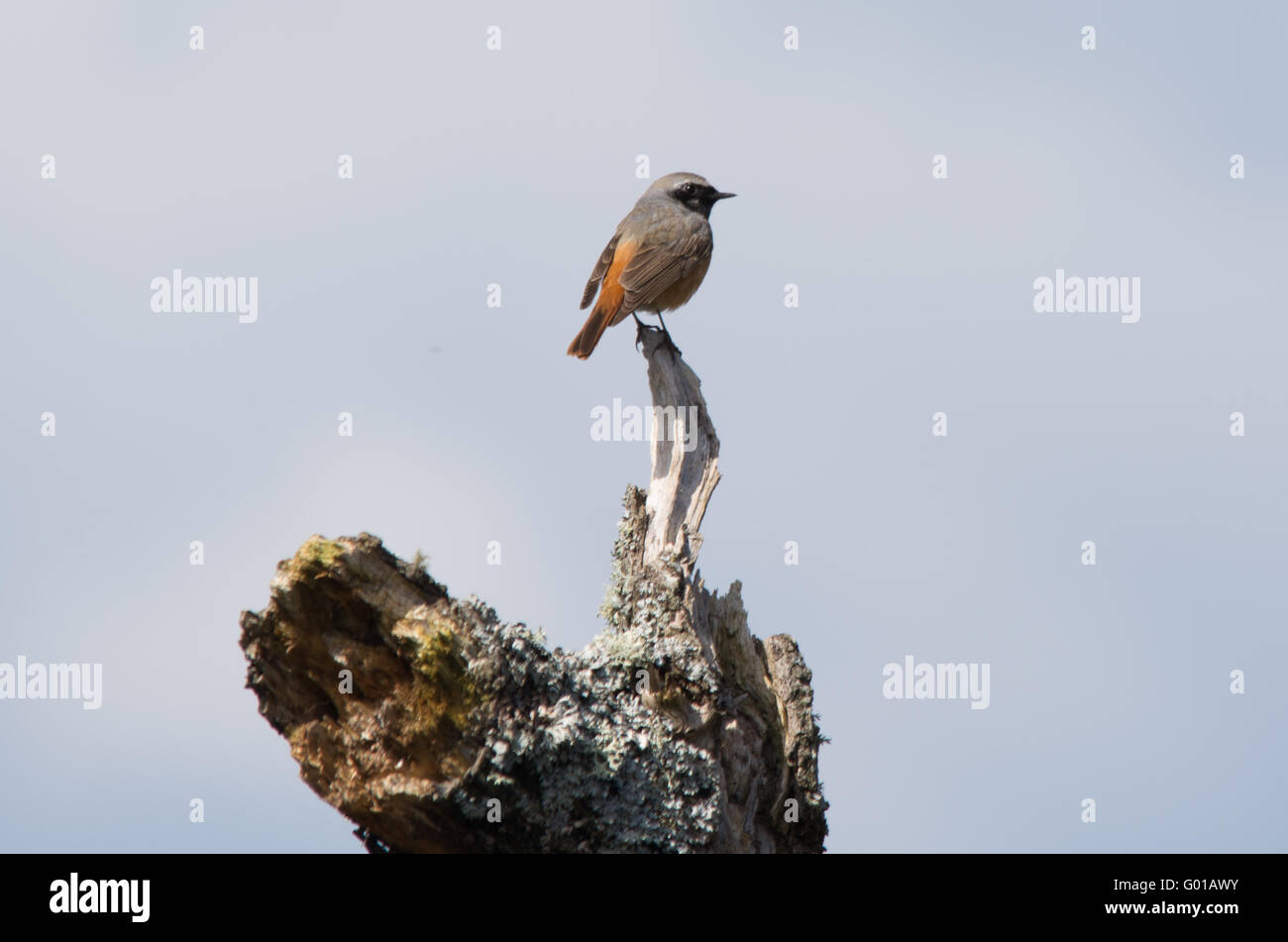 Maschio redstart comune (Phoenicurus phoenicurus) arroccato su vecchie coperte di lichene, tree Foto Stock