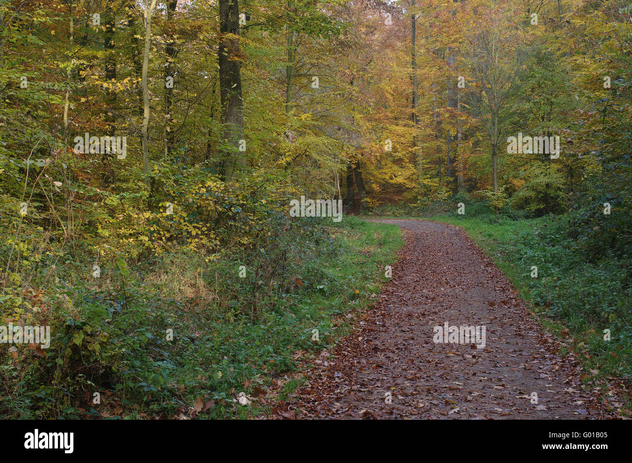 Nel Bosco in autunno Foto Stock