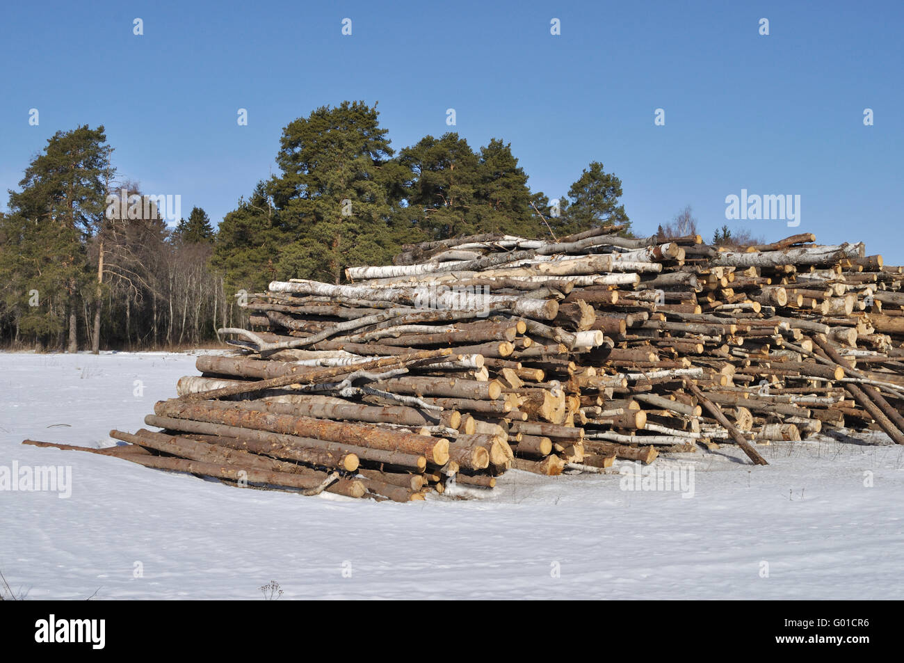 Pila di registri di betulla al bordo della foresta in inverno Foto Stock