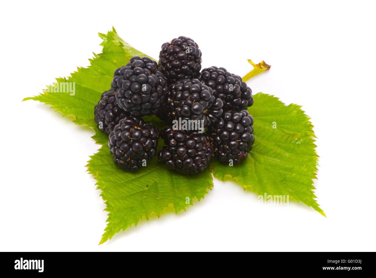 Bella more. Macro shot. Studio isolato su sfondo bianco Foto Stock