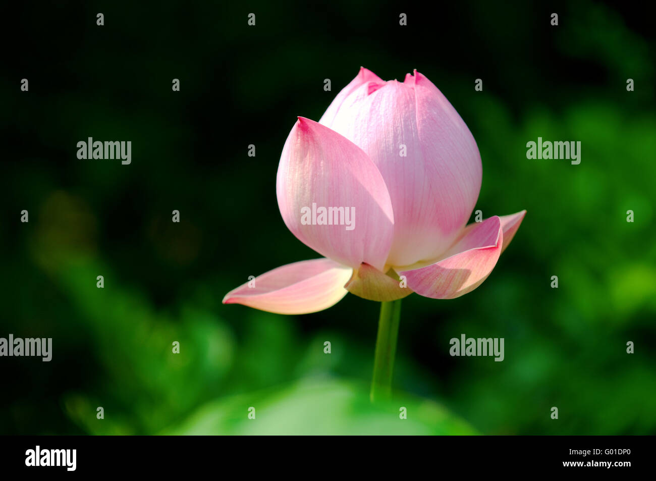 Close up blooming Lotus Flower su foglie Foto Stock