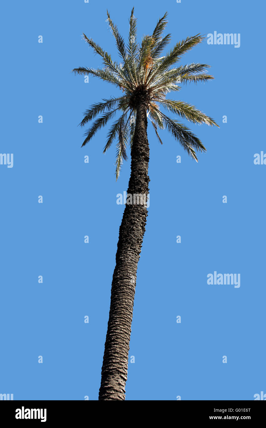 Palm Tree e cielo blu Foto Stock
