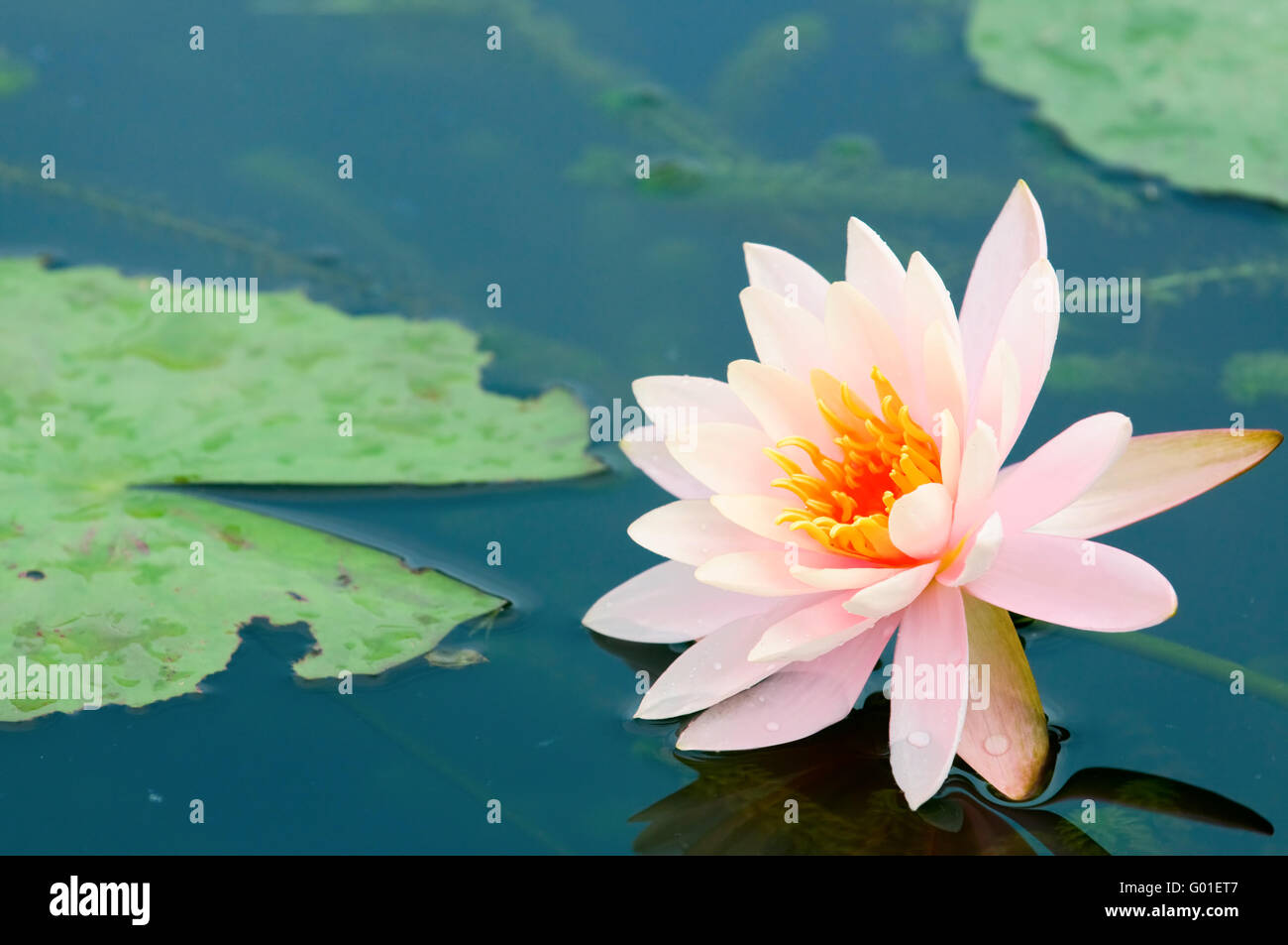 Il close up (dettaglio) di acqua di rosa lily con la riflessione su acqua Foto Stock