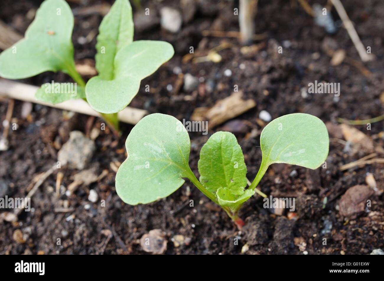 Il Ravanello di lascia spuntano dal terreno in primavera Foto Stock