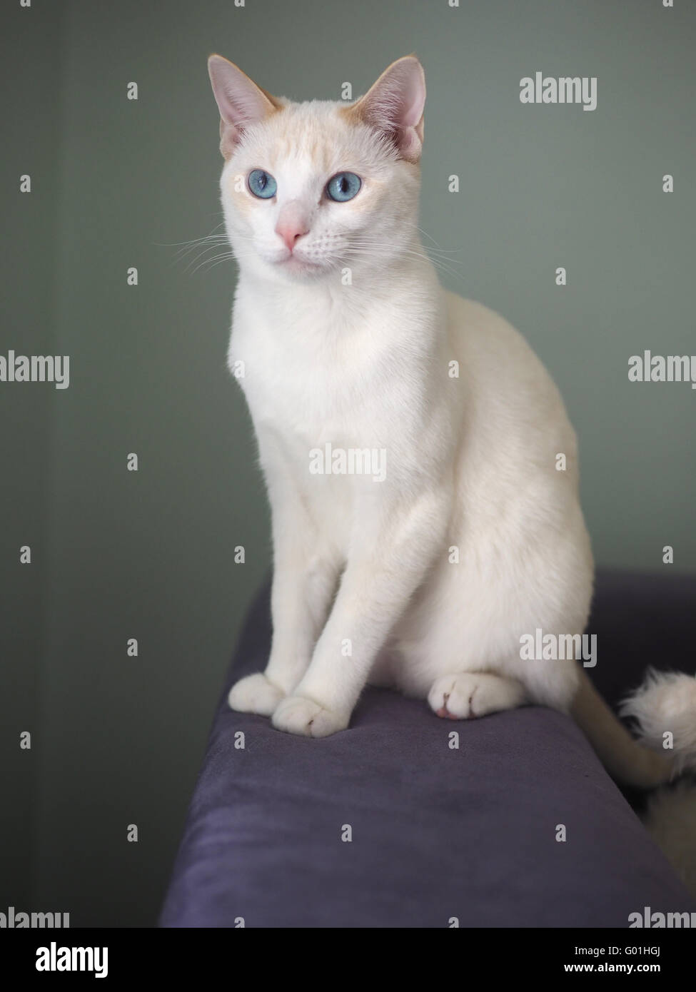 Il Mitzie Flamepoint Siamese con gli occhi blu Foto Stock