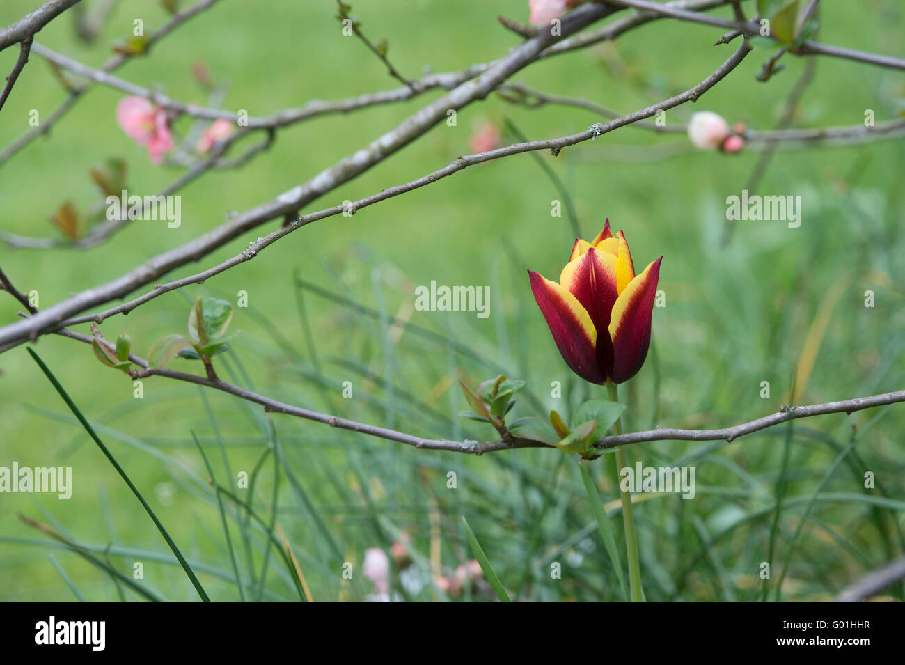 Tulipa. Trionfo Tulip Gavota Foto Stock