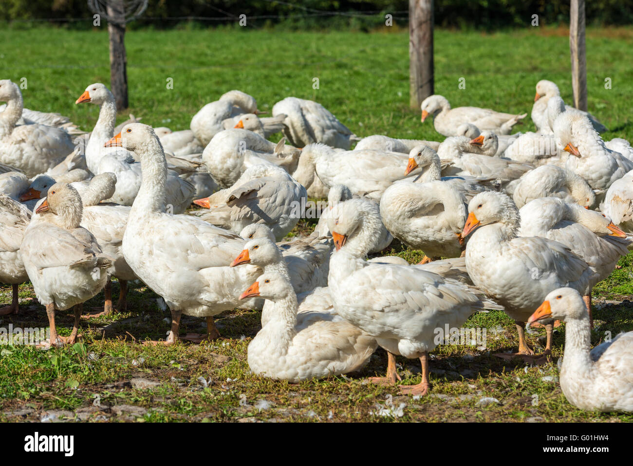 Oche branco di pascolare su erba verde in agriturismo Foto Stock