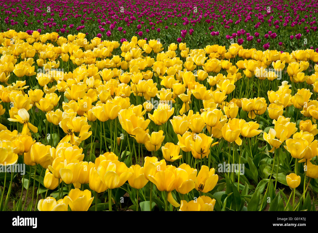 Giallo e rosa tulipani in Skagit Valley Foto Stock
