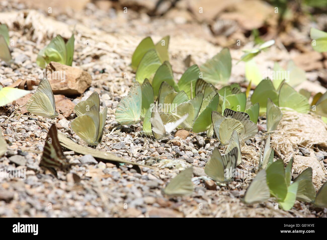 Le farfalle in Thailandia Foto Stock