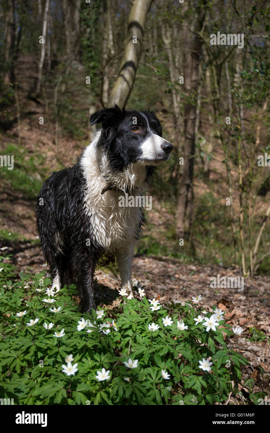 Border Collie nella primavera del bosco con anemoni di legno in primo piano. Foto Stock