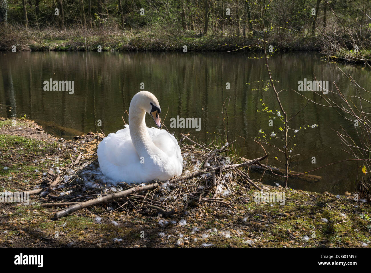 Un cigno seduta sul suo nido su una soleggiata giornata di primavera in Inghilterra settentrionale. Foto Stock