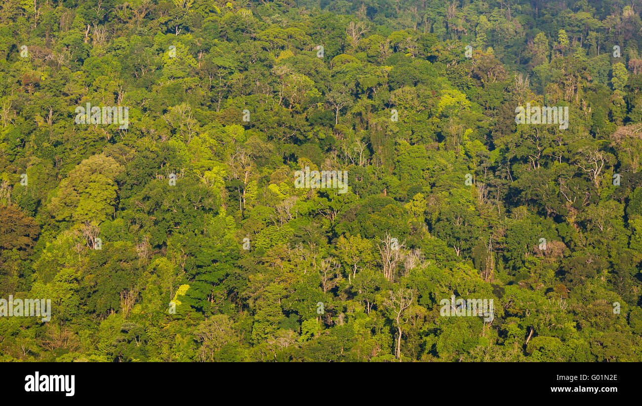 Parco nazionale di Corcovado, COSTA RICA - Antenna della foresta di pioggia albero canopy, osa penisola. Foto Stock