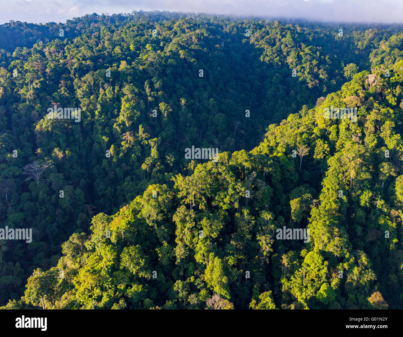 Parco nazionale di Corcovado, COSTA RICA - Antenna della foresta di pioggia albero canopy e montagne, osa penisola. Foto Stock